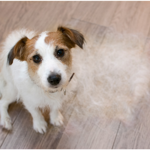 Foto de un perro de la raza Jack Russel Terrier con muchos pelos al lado.