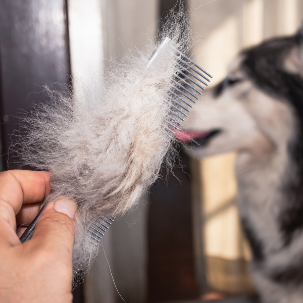 ¿Cómo quitar pelos de mascotas de la casa?