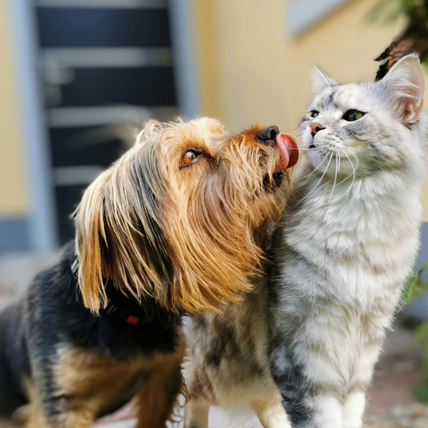Perro y gato juntos en una foto