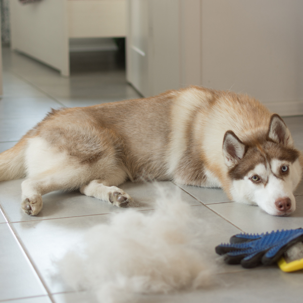 Foto de perro husky con mucho pelo al lado en el piso.