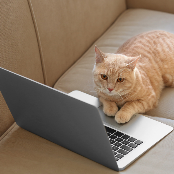 Foto de un gato arriba de una computadora portátil. 