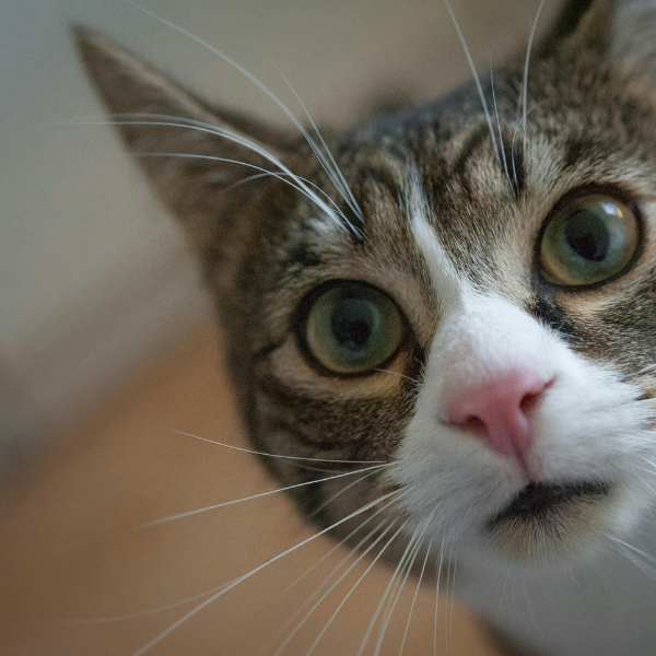 Foto de gato mirando la cámara directamente.