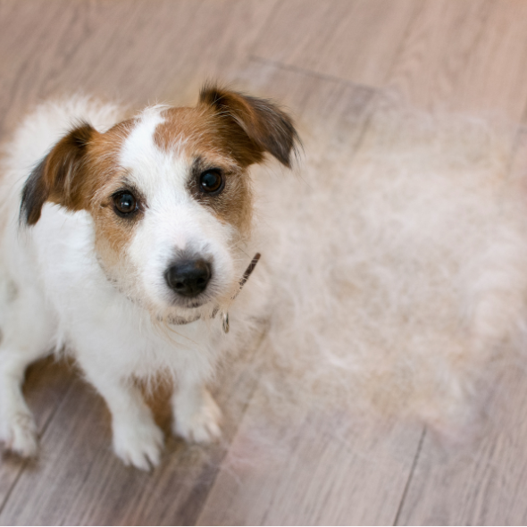 Foto de un perro Jack Russel Terrier con pelos en el piso.