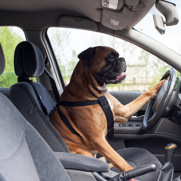 Foto de un perro boxer manejando un carro.